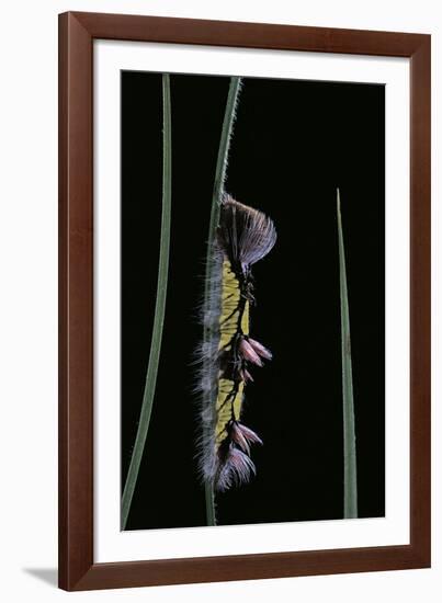 Morpho Peleides (Blue Morpho) - Caterpillar-Paul Starosta-Framed Photographic Print