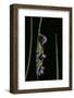 Morpho Peleides (Blue Morpho) - Caterpillar-Paul Starosta-Framed Photographic Print