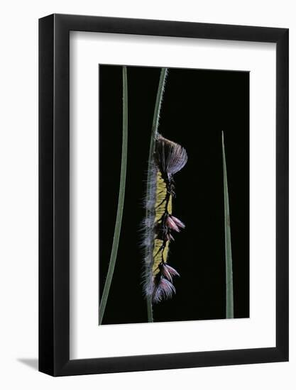 Morpho Peleides (Blue Morpho) - Caterpillar-Paul Starosta-Framed Photographic Print