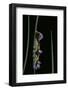 Morpho Peleides (Blue Morpho) - Caterpillar-Paul Starosta-Framed Photographic Print