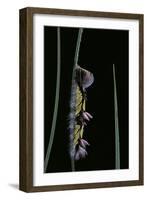Morpho Peleides (Blue Morpho) - Caterpillar-Paul Starosta-Framed Photographic Print