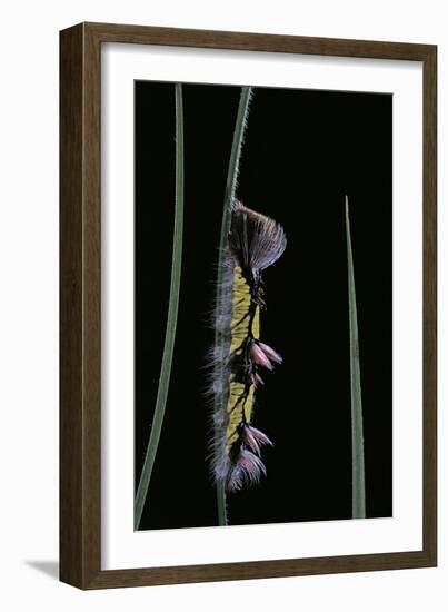 Morpho Peleides (Blue Morpho) - Caterpillar-Paul Starosta-Framed Photographic Print