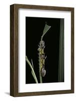 Morpho Peleides (Blue Morpho) - Caterpillar-Paul Starosta-Framed Photographic Print