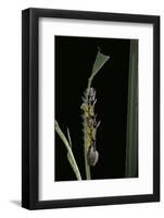 Morpho Peleides (Blue Morpho) - Caterpillar-Paul Starosta-Framed Photographic Print