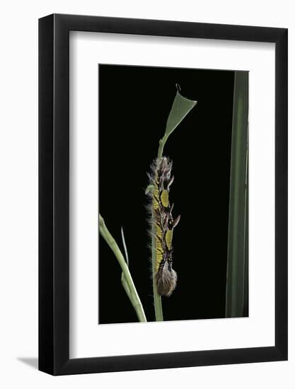 Morpho Peleides (Blue Morpho) - Caterpillar-Paul Starosta-Framed Photographic Print