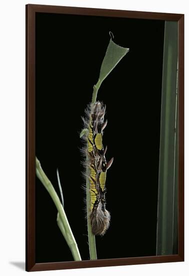 Morpho Peleides (Blue Morpho) - Caterpillar-Paul Starosta-Framed Photographic Print