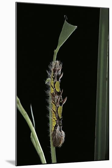 Morpho Peleides (Blue Morpho) - Caterpillar-Paul Starosta-Mounted Photographic Print