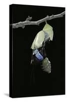Morpho Peleides (Blue Morpho) - Emerging from Pupa-Paul Starosta-Stretched Canvas