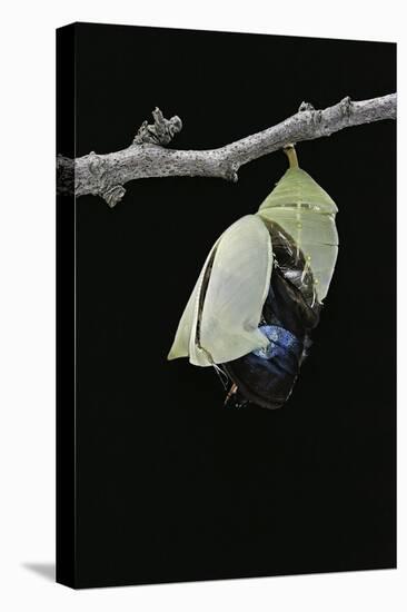 Morpho Peleides (Blue Morpho) - Emerging from Pupa-Paul Starosta-Stretched Canvas