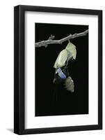 Morpho Peleides (Blue Morpho) - Emerging from Pupa-Paul Starosta-Framed Photographic Print