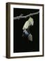 Morpho Peleides (Blue Morpho) - Emerging from Pupa-Paul Starosta-Framed Photographic Print