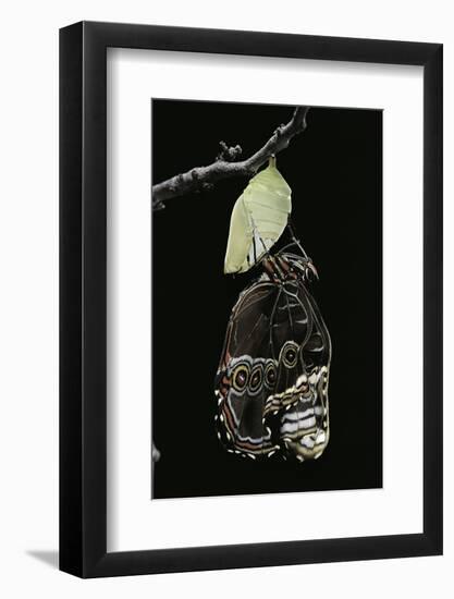 Morpho Peleides (Blue Morpho) - Emerging from Pupa-Paul Starosta-Framed Photographic Print