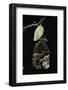 Morpho Peleides (Blue Morpho) - Emerging from Pupa-Paul Starosta-Framed Photographic Print