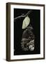 Morpho Peleides (Blue Morpho) - Emerging from Pupa-Paul Starosta-Framed Photographic Print