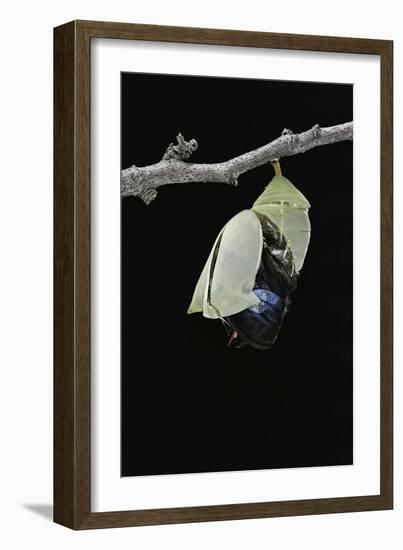 Morpho Peleides (Blue Morpho) - Emerging from Pupa-Paul Starosta-Framed Photographic Print