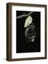 Morpho Peleides (Blue Morpho) - Emerging from Pupa-Paul Starosta-Framed Photographic Print