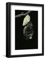 Morpho Peleides (Blue Morpho) - Emerging from Pupa-Paul Starosta-Framed Photographic Print