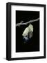 Morpho Peleides (Blue Morpho) - Emerging from Pupa-Paul Starosta-Framed Photographic Print