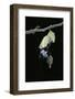 Morpho Peleides (Blue Morpho) - Emerging from Pupa-Paul Starosta-Framed Photographic Print