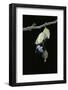 Morpho Peleides (Blue Morpho) - Emerging from Pupa-Paul Starosta-Framed Photographic Print