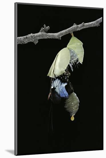 Morpho Peleides (Blue Morpho) - Emerging from Pupa-Paul Starosta-Mounted Photographic Print