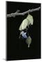 Morpho Peleides (Blue Morpho) - Emerging from Pupa-Paul Starosta-Mounted Photographic Print