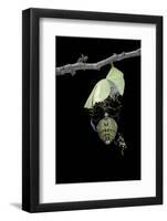 Morpho Peleides (Blue Morpho) - Emerging from Pupa-Paul Starosta-Framed Photographic Print