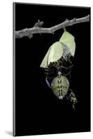 Morpho Peleides (Blue Morpho) - Emerging from Pupa-Paul Starosta-Mounted Photographic Print