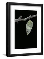 Morpho Peleides (Blue Morpho) - Emerging from Pupa-Paul Starosta-Framed Photographic Print