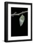 Morpho Peleides (Blue Morpho) - Emerging from Pupa-Paul Starosta-Framed Photographic Print