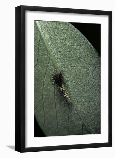 Morpho Peleides (Blue Morpho) - Newly Hatched Caterpillar-Paul Starosta-Framed Photographic Print