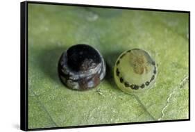 Morpho Peleides (Blue Morpho) - Old and Young Eggs-Paul Starosta-Framed Stretched Canvas