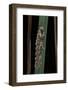 Morpho Peleides (Blue Morpho) - Old Caterpillar-Paul Starosta-Framed Photographic Print