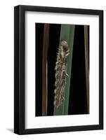 Morpho Peleides (Blue Morpho) - Old Caterpillar-Paul Starosta-Framed Photographic Print