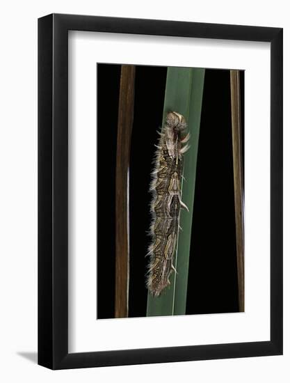 Morpho Peleides (Blue Morpho) - Old Caterpillar-Paul Starosta-Framed Photographic Print