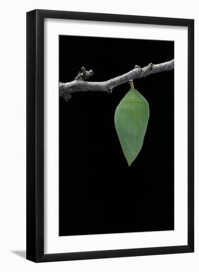 Morpho Peleides (Blue Morpho) - Pupa-Paul Starosta-Framed Photographic Print