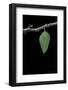 Morpho Peleides (Blue Morpho) - Pupa-Paul Starosta-Framed Photographic Print