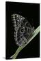 Morpho Peleides (Blue Morpho)-Paul Starosta-Stretched Canvas