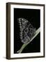 Morpho Peleides (Blue Morpho)-Paul Starosta-Framed Photographic Print