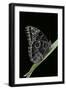 Morpho Peleides (Blue Morpho)-Paul Starosta-Framed Photographic Print