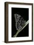 Morpho Peleides (Blue Morpho)-Paul Starosta-Framed Photographic Print