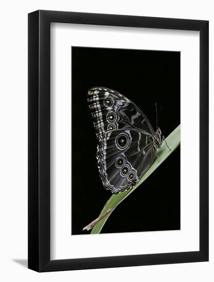 Morpho Peleides (Blue Morpho)-Paul Starosta-Framed Photographic Print