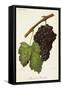 Morrastel-Bouschet Grape-J. Troncy-Framed Stretched Canvas