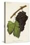 Morrastel-Bouschet Grape-J. Troncy-Stretched Canvas