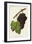 Morrastel-Bouschet Grape-J. Troncy-Framed Giclee Print