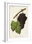 Morrastel-Bouschet Grape-J. Troncy-Framed Giclee Print