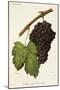 Morrastel-Bouschet Grape-J. Troncy-Mounted Giclee Print