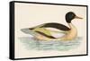 Morris, Duck, Goosander-null-Framed Stretched Canvas