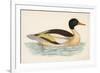 Morris, Duck, Goosander-null-Framed Art Print