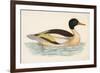 Morris, Duck, Goosander-null-Framed Art Print